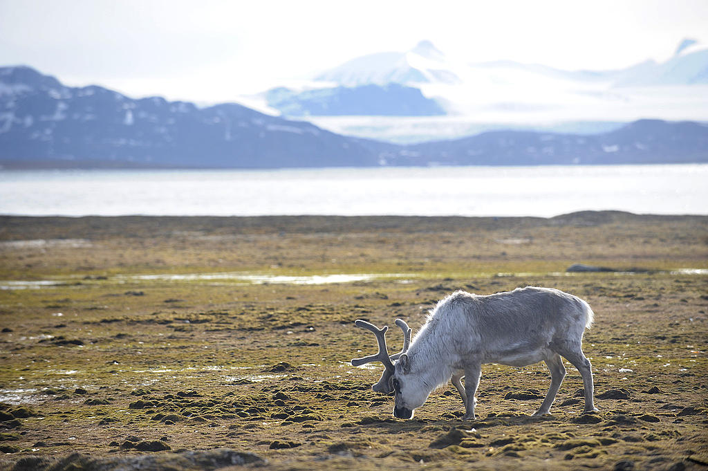 Ren på Svalbard Ren på Svalbard